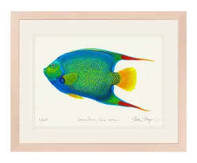 Queen Angelfish Print